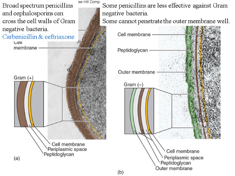 Some penicillins are less effective against Gram negative bacteria. Some cannot penetrate the outer